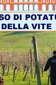 foto Corso potatura vite