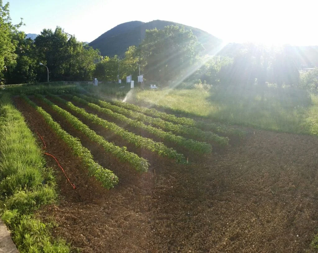 orto foto 6